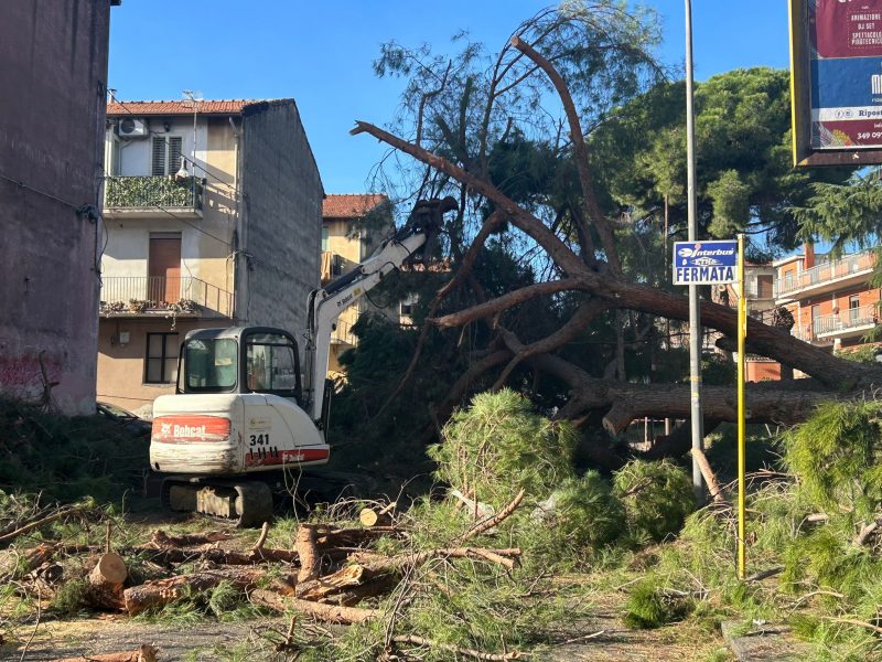 Giarre, albero crollato in corso Sicilia: iniziato, finalmente, l’intervento di rimozione VIDEO