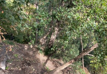 Miscarello, cane cade in un dirupo. Salvato dai VVF