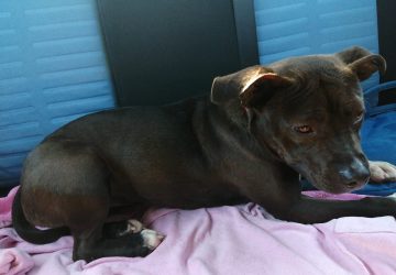 Giarre, in viaggio verso la Svizzera Nella, il cane pitbull salvato da una coppia di turisti elvetici