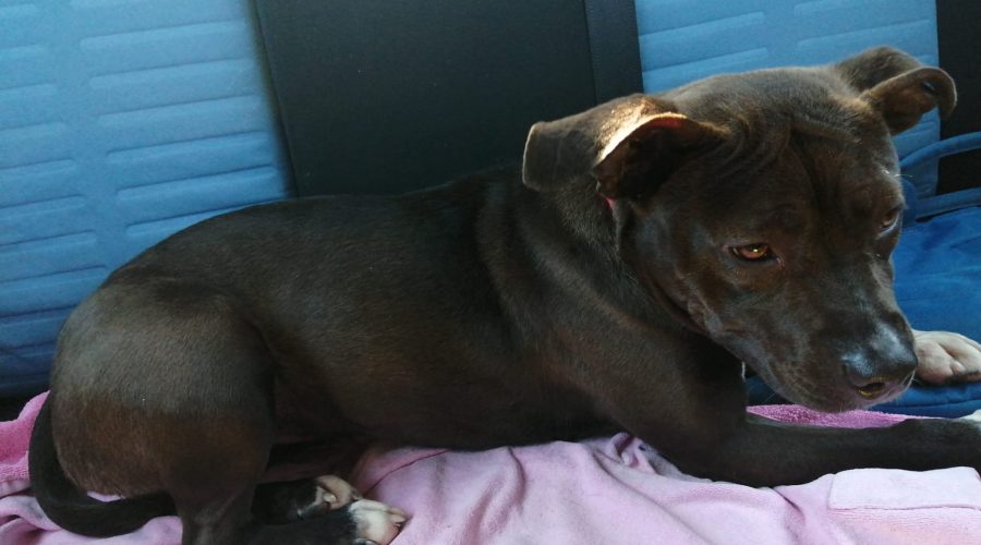 Giarre, in viaggio verso la Svizzera Nella, il cane pitbull salvato da una coppia di turisti elvetici