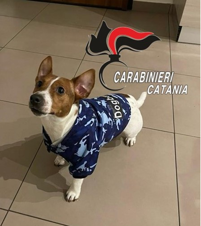 Cane rischia di soffocare, i Carabinieri gli salvano la vita