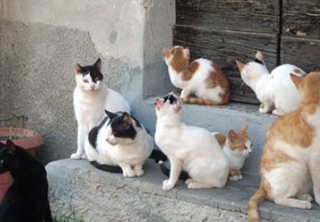 Accanimento violento contro i gatti di una colonia felina a Catania: la denuncia