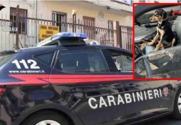 Giarre, abbandona quattro cuccioli di cane in caserma: denunciato 49enne