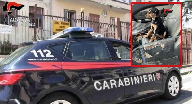 Giarre, abbandona quattro cuccioli di cane in caserma: denunciato 49enne