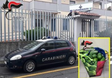 Riposto, furto di avocadi in un terreno: un arresto