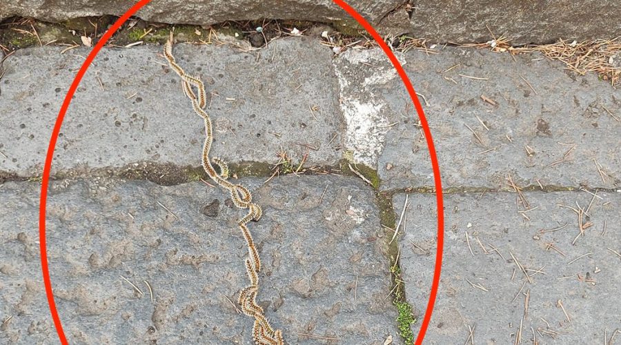 Riposto, emergenza processionaria: secondo intervento a Villa Pantano dopo l’ordinanza temporanea