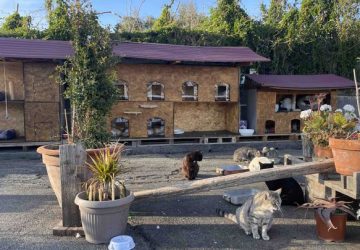 A Torre Archirafi i gatti hanno una casa comune. Il condomicio &egrave; una realt&agrave; intelligente