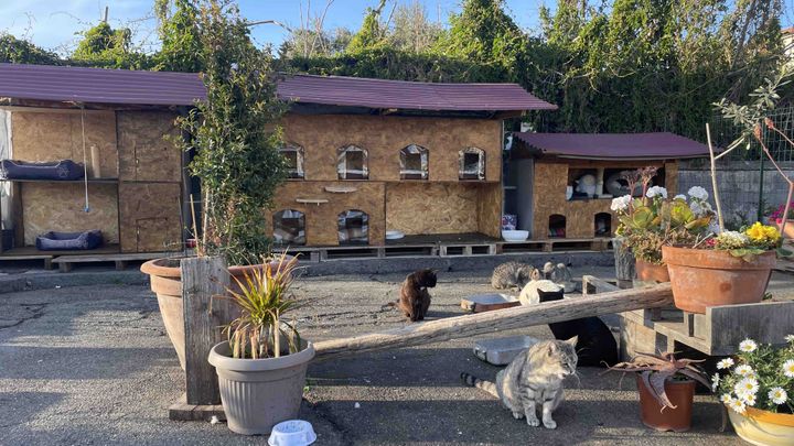 A Torre Archirafi i gatti hanno una casa comune. Il condomicio è una realtà intelligente