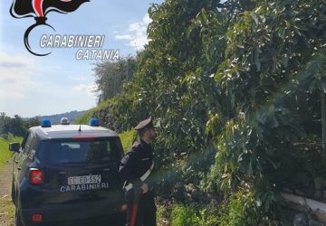 Giarre, ruba avocadi in un terreno, acciuffato dopo un folle inseguimento
