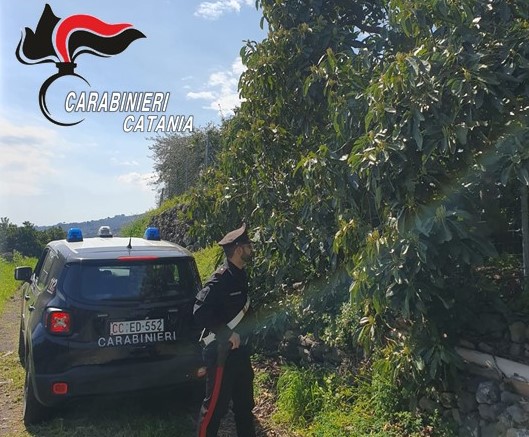 Giarre, ruba avocadi in un terreno, acciuffato dopo un folle inseguimento