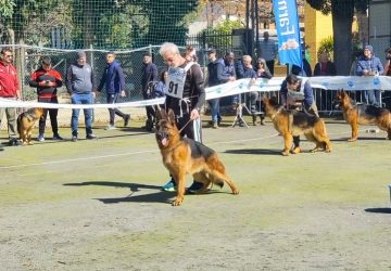 Successo per il raduno nazionale di cani razza pastore tedesco