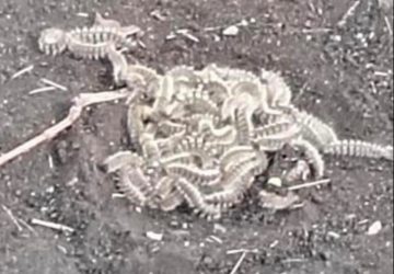 Riposto, segnalata processionaria in diverse aree a verde. L'allarme dei cittadini sui social