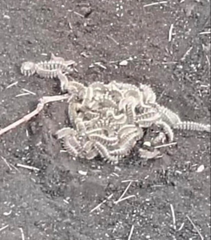 Riposto, segnalata processionaria in diverse aree a verde. L’allarme dei cittadini sui social