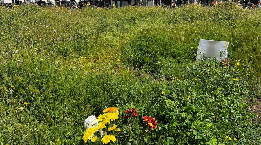 Giarre, cimitero “verde” di rabbia… E non solo