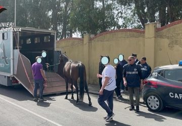 I Carabinieri scoprono una stalla illegale: due denunciati