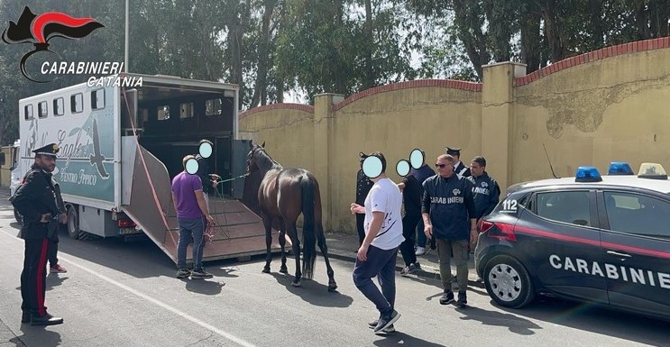 I Carabinieri scoprono una stalla illegale: due denunciati