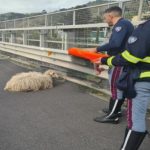 Due agnellini in A18 salvati da Polizia Stradale