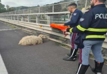 Due agnellini in A18 salvati da Polizia Stradale