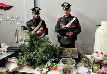I Carabinieri trovano una serra di marijuana in una casa in disuso