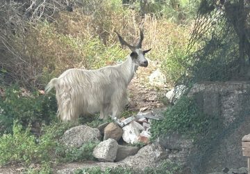 Riposto, si allarga la discarica di amianto al Corvaja. Capre pascolano tra i rifiuti nel rione Immacolata
