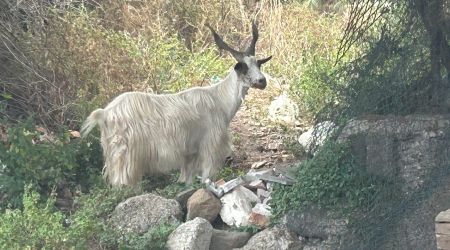 Riposto, si allarga la discarica di amianto al Corvaja. Capre pascolano tra i rifiuti nel rione Immacolata