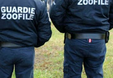 Giarre, revocati i domiciliari all'aggressore della guardia zoofila