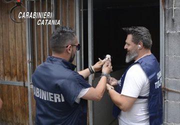 Controlli nelle aree rurali: sequestrati fabbricati abusivi e animali