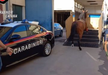 Corsa clandestina di cavalli interrotta dai carabinieri sulla Giarre-Milo