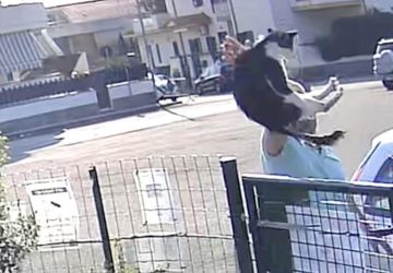Riposto, un "signore" lancia due gatti nel recinto della colonia felina di Torre Archirafi VIDEO