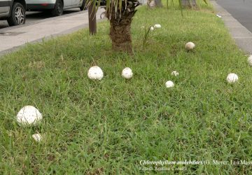 Funghi, cinque casi di intossicazione negli ultimi giorni