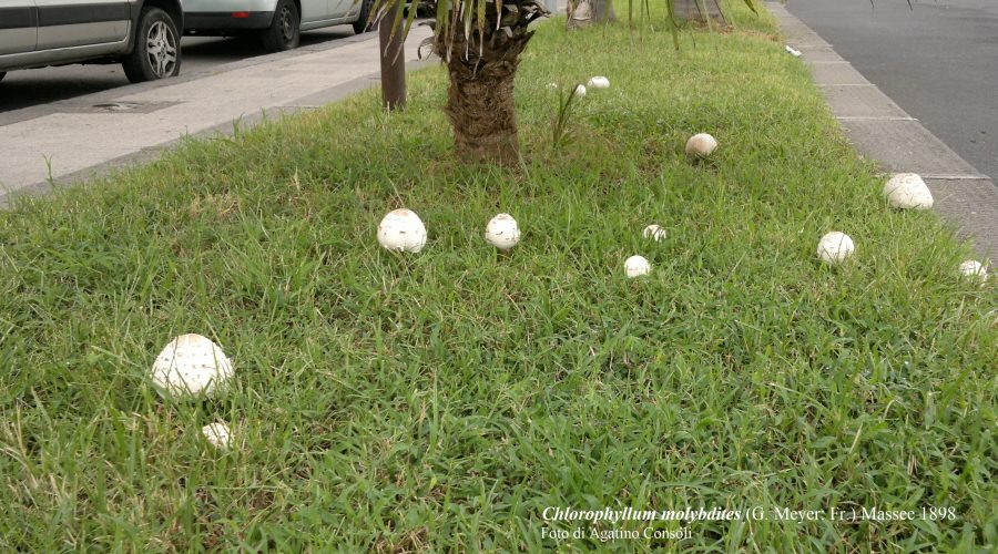 Funghi, cinque casi di intossicazione negli ultimi giorni