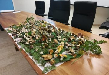 Funghi, tra passione e pericoli: riapre l&rsquo;Ispettorato micologico dell&rsquo;Asp di Catania