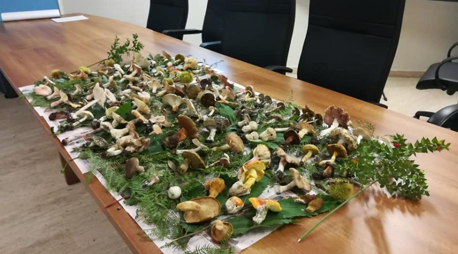 Funghi, tra passione e pericoli: riapre l’Ispettorato micologico dell’Asp di Catania