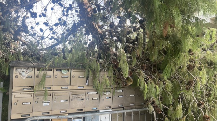 Mascali, grosso ramo si abbatte sul cortile di un residence. Tragedia sfiorata