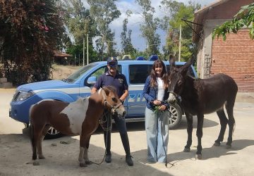 Rubano un&rsquo;asina e un pony per macellarli abusivamente: ritrovati dalla Polizia