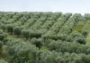 Olivicoltura, crolla la produzione in Sicilia, -60%. Cia Sicilia orientale: "urge piano olivicolo"
