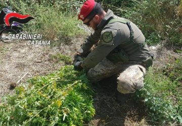 Piedimonte Etneo: arrestato 49enne e denunciato il complice 45enne per coltivazione di sostanze stupefacenti