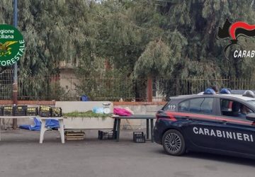 Scovato commerciante abusivo: sequestrati 500 kg di formaggi e 45 kg di funghi