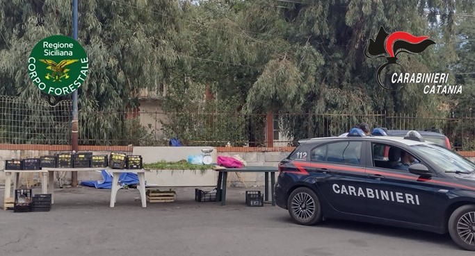 Scovato commerciante abusivo: sequestrati 500 kg di formaggi e 45 kg di funghi