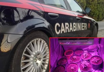 Francavilla di Sicilia: un arresto e una denuncia per droga. Sequestrate 16 piante di cannabis