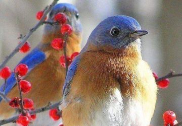 Domani voleranno tanti uccelli