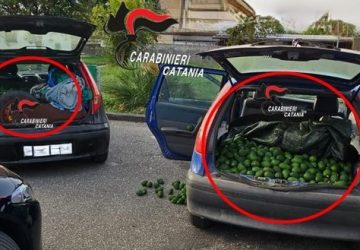 In "trasferta" per rubare 700 kg di avocado a Fiumefreddo: beccati e denunciati in quattro