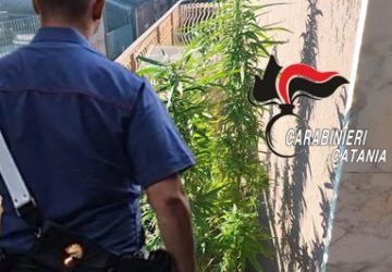61enne con il "pollice verde" denunciato: in terrazza 7 piante di marijuana