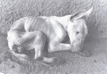 Lasciò il suo cane al buio senza cibo né acqua, provocandone la morte: condannato a 6 mesi di reclusione