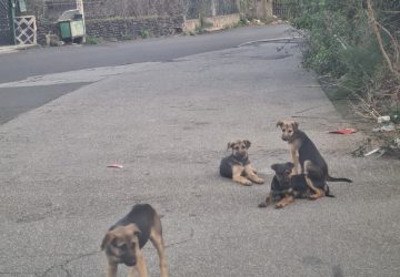 Mascali, la democrazia partecipata premia gli animali: saranno relizzati 5 stalli per cani randagi