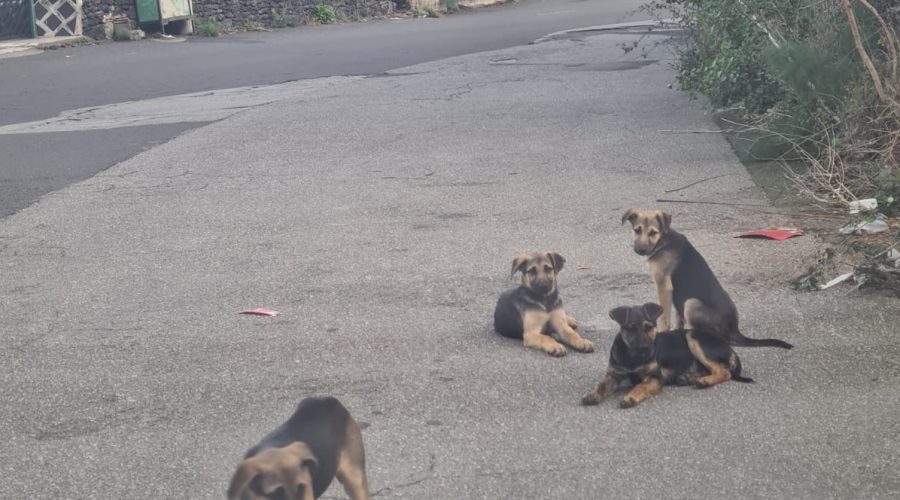 Mascali, la democrazia partecipata premia gli animali: saranno relizzati 5 stalli per cani randagi