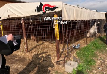 Animali ricettati e non registrati, cumuli di rifiuti, abusi edilizi e lavoro nero: denunciato titolare di un centro equestre. Sanzioni per 60.000 euro.