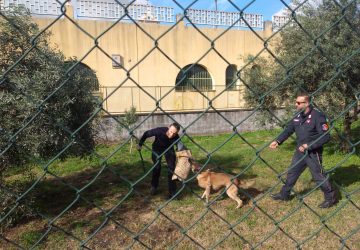 Giarre, all'Oasi dei cuccioli di Trepunti l'incontro tra i bambini e i cani delle Forze dell'Ordine