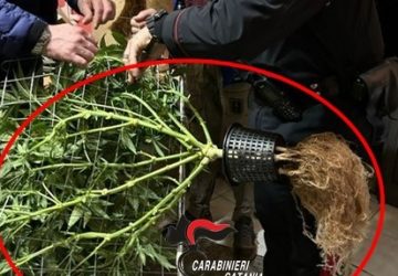 "Dal produttore al consumatore": arrestato pusher 42enne