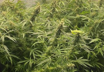 Crea due serre di marijuana in camera da letto: arrestato 36enne